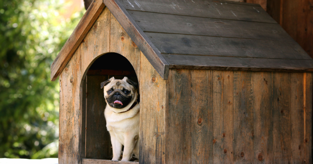 Dog in a dog house for the how to keep dogs cool article.