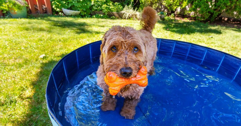 Dog in a paddling pool for the how to keep dogs cool article.