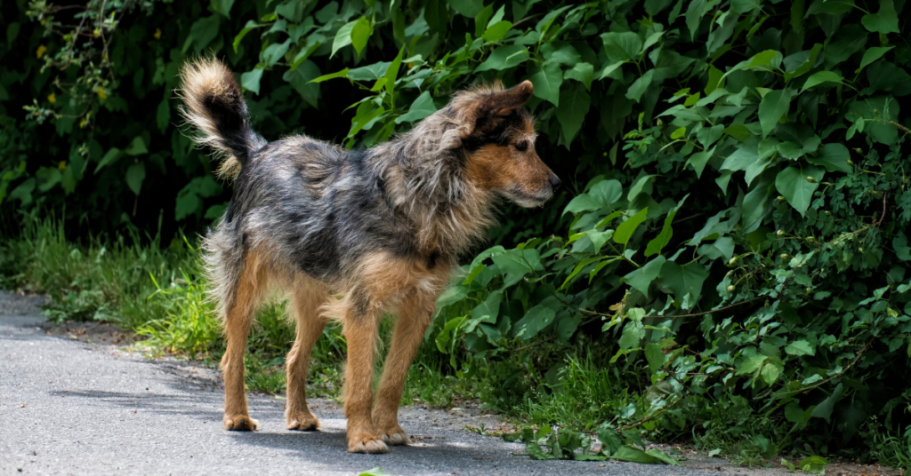 dog looking in bushes for the 'Why Do Dogs Eat Poop?' Article