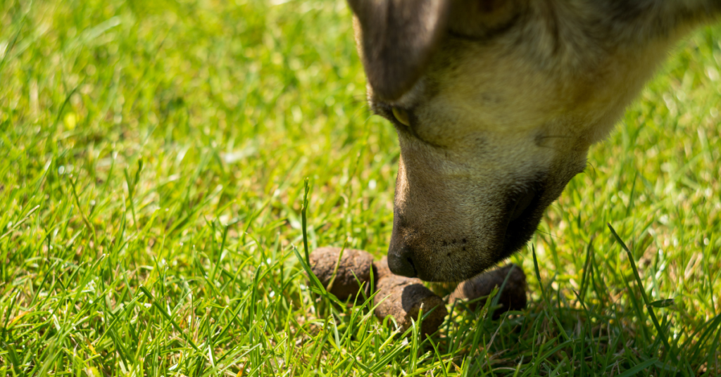 dog smelling poop for the 'Why Do Dogs Eat Poop?' Article