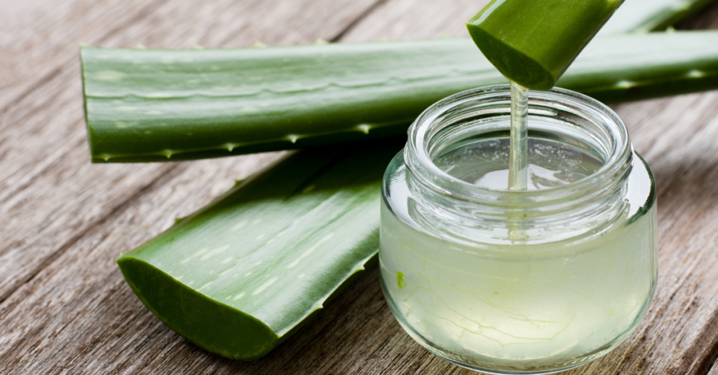 Aloe vera for the 'Top 10 Ingredients to Look for in Anti-Itch Dog Shampoos' article