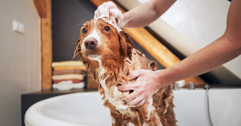 how often should you wash a dog?