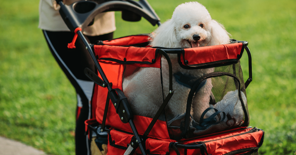 A picture of a dog stroller with a medium sized dog inside