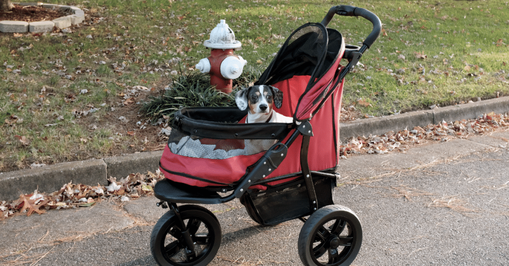 dog in pink dog stroller to showcase dog stroller accessories