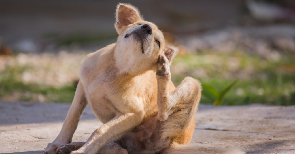 dog scratching for the 'Preventing Itchy Skin' article.