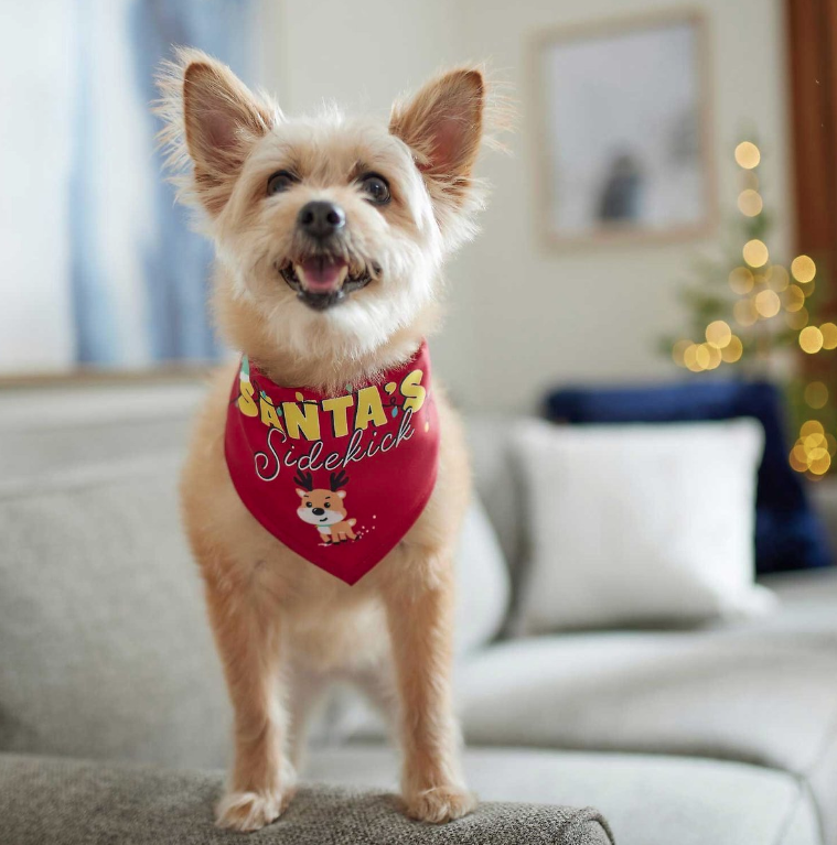 dog christmas bandana