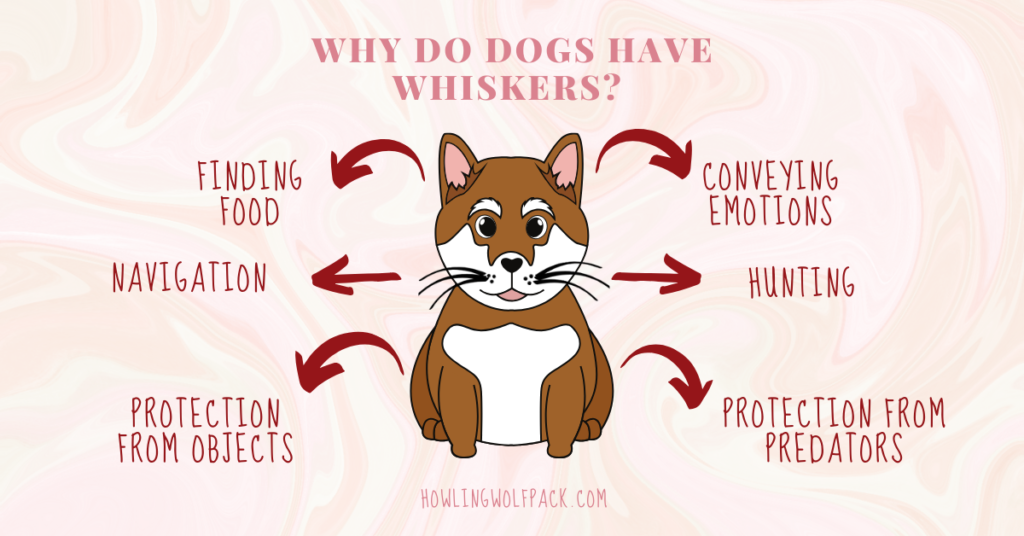 why do dogs have whiskers