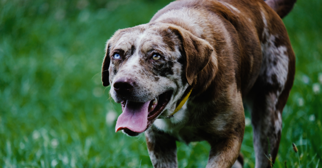 brown lab for the senior dog supplements article.