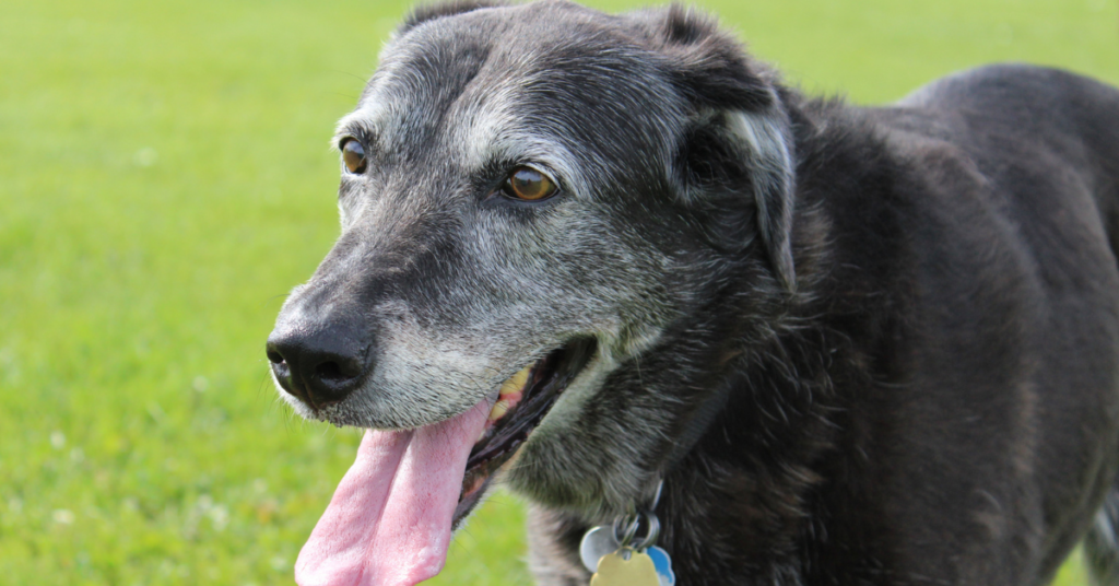 senior dog for the article 'When To Switch To Senior Dog Food.'