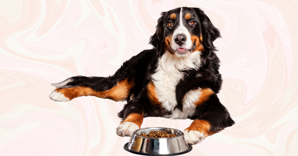 dog with a food bowl for the dog multivitamin powder article.