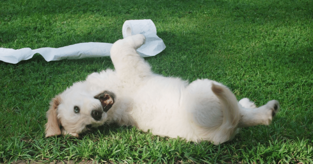 puppy with toilet paper for 'how to treat constipation in dogs' article.