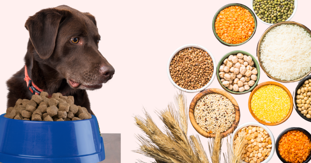 Dog looking at grain for 'Is Grain Free Bad for Dogs' article.