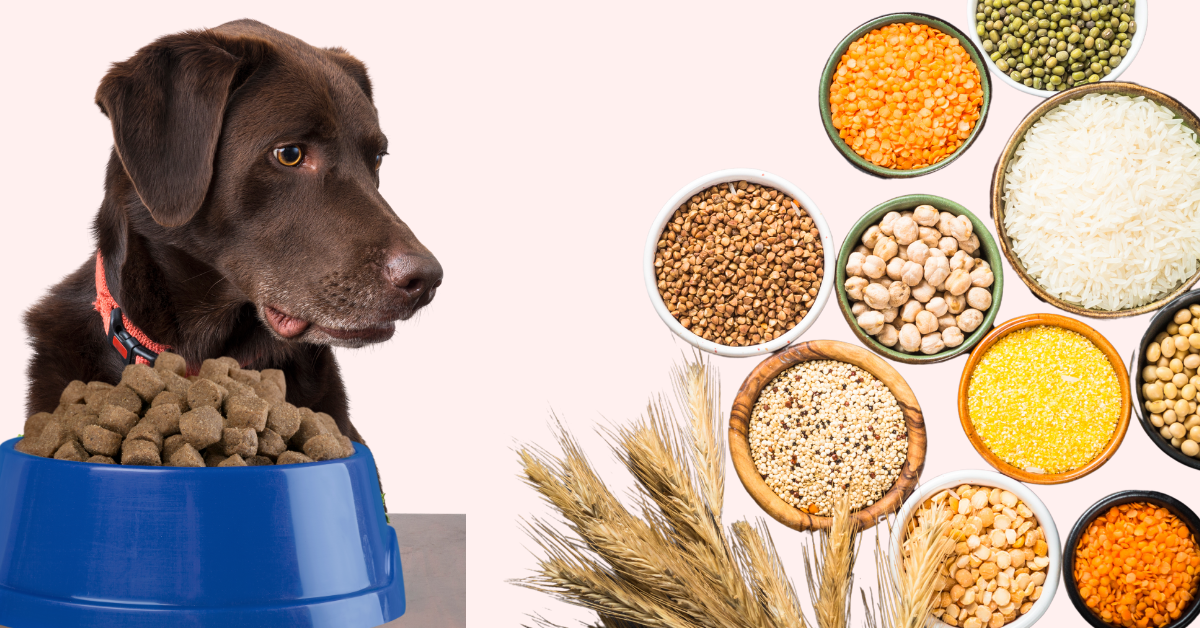Picture of Is Grain Free Bad for Dogs? FDA's Investigation Explained