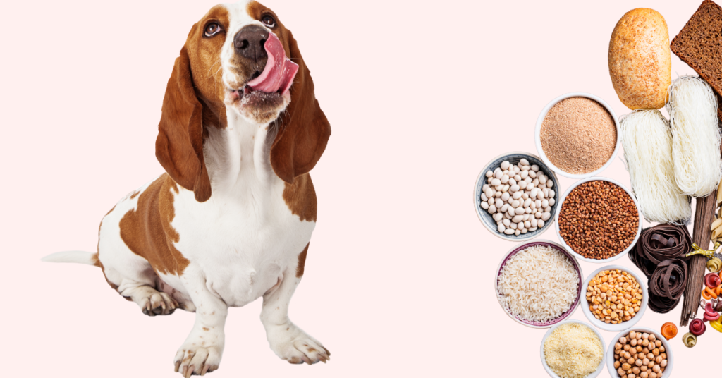 Dog licking lips for 'Is Grain Free Bad for Dogs' article.