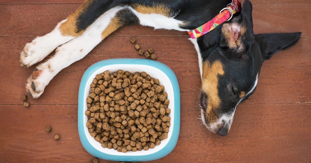 Dog lying down next to food for 'Is Grain Free Bad for Dogs' article.