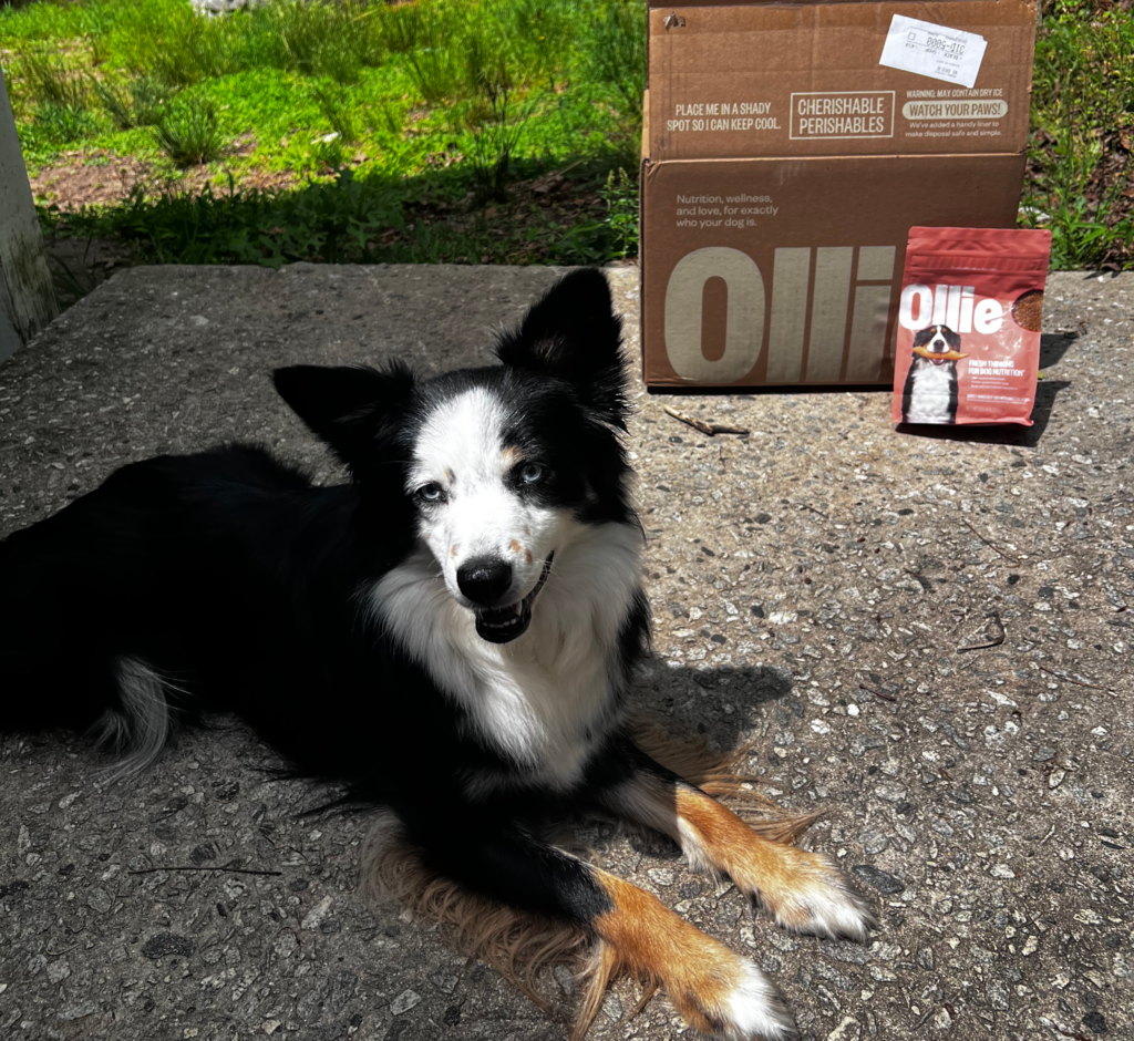 Ollie dog food reviews