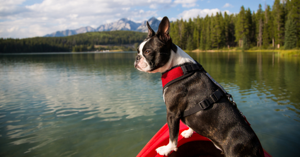 dog in kayak for best kayaks for dogs post