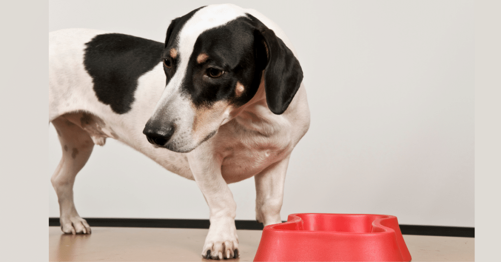 Dog not eating his food - looking away