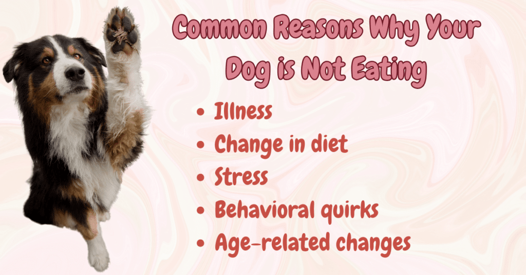 dog not eating food - common reasons inforgraphic