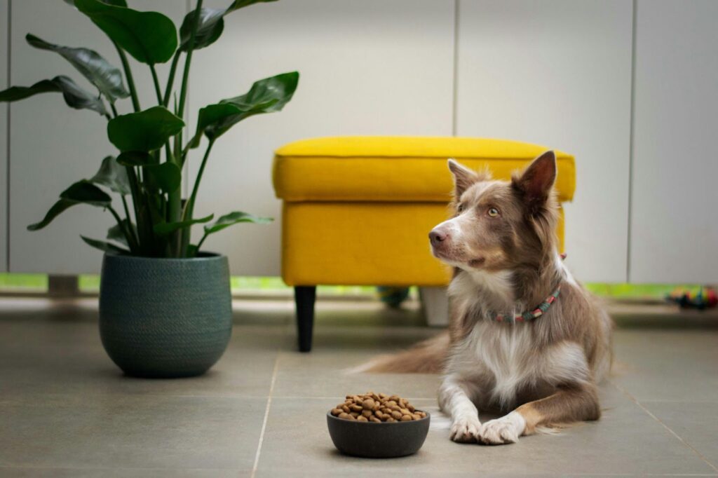 dog waiting for dog food for 'How To Store Dog Food' article.