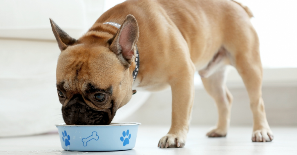 frenchie eating food for how to store dog food post