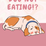 dog not eating