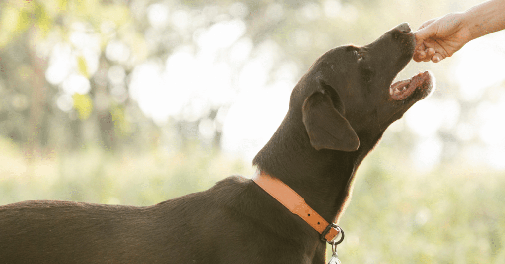 Can dogs eat pears image of dog eating