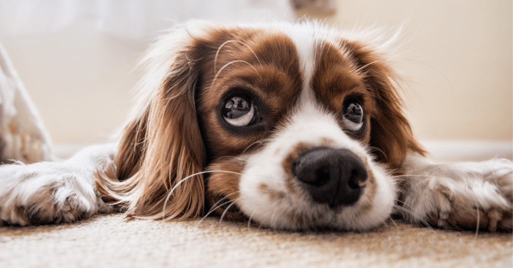 What Home Remedy Can I Give My Dog for Diarrhea?