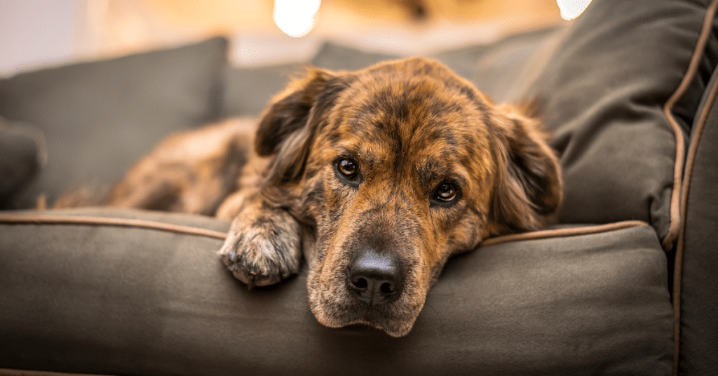 What Home Remedy Can I Give My Dog for Diarrhea?