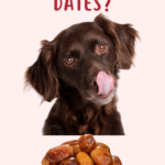 Can Dogs Eat Dates? A Comprehensive Guide for Pet Parents