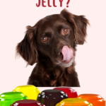 can dogs eat jelly