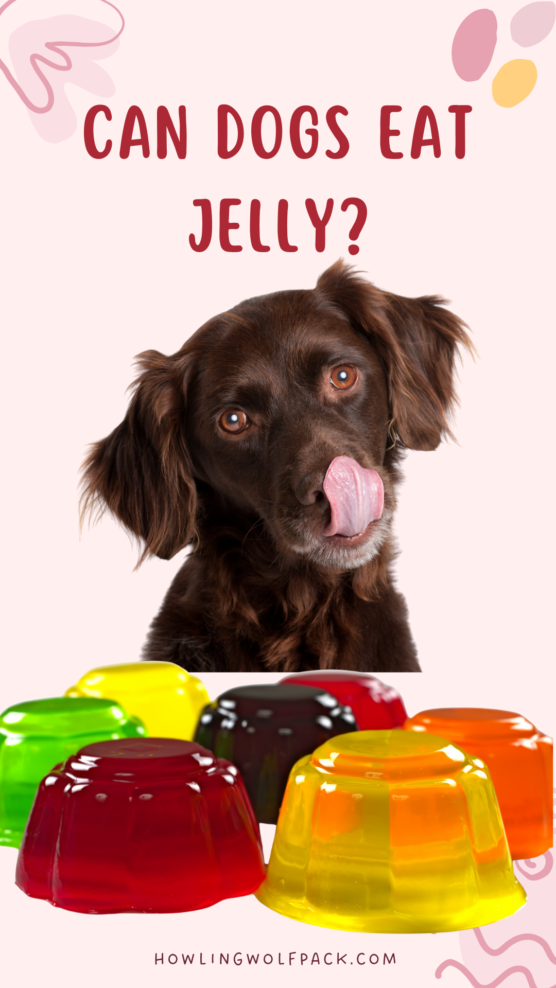Can Dogs Eat Jelly Jam Spreads Jiggly Jelly And More Photo Inspiration