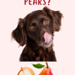 can dogs eat pears