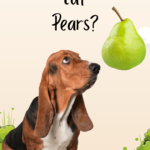 can dogs eat pears