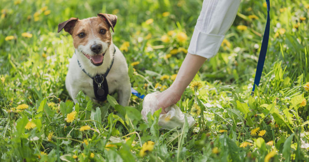 woman picking up healthy dog poop