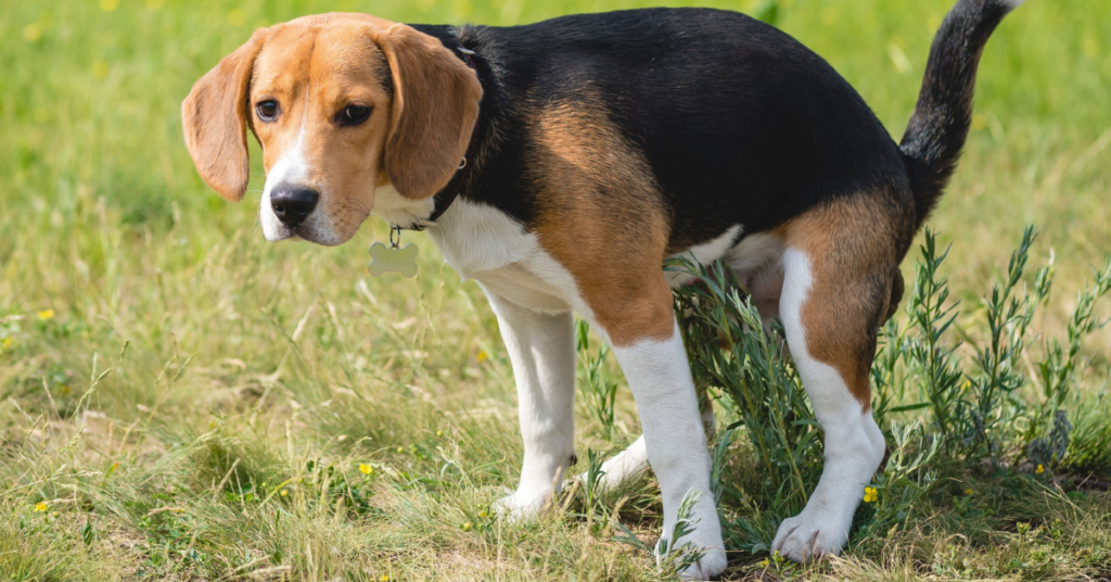 dog pooping healthy dog poop