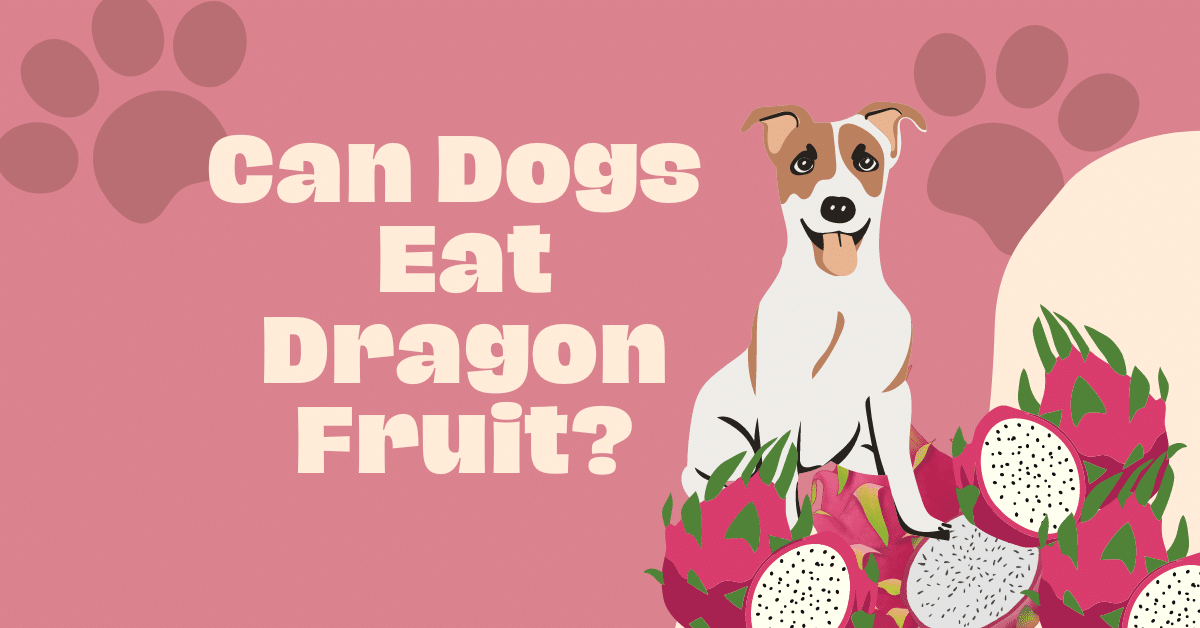 Curated Can Dogs Eat Concord Grape Dragon Fruit Gallery View 41