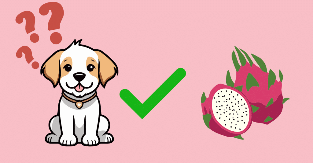 can dogs eat dragon fruit infogrpahic