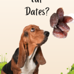 can dogs eat dates