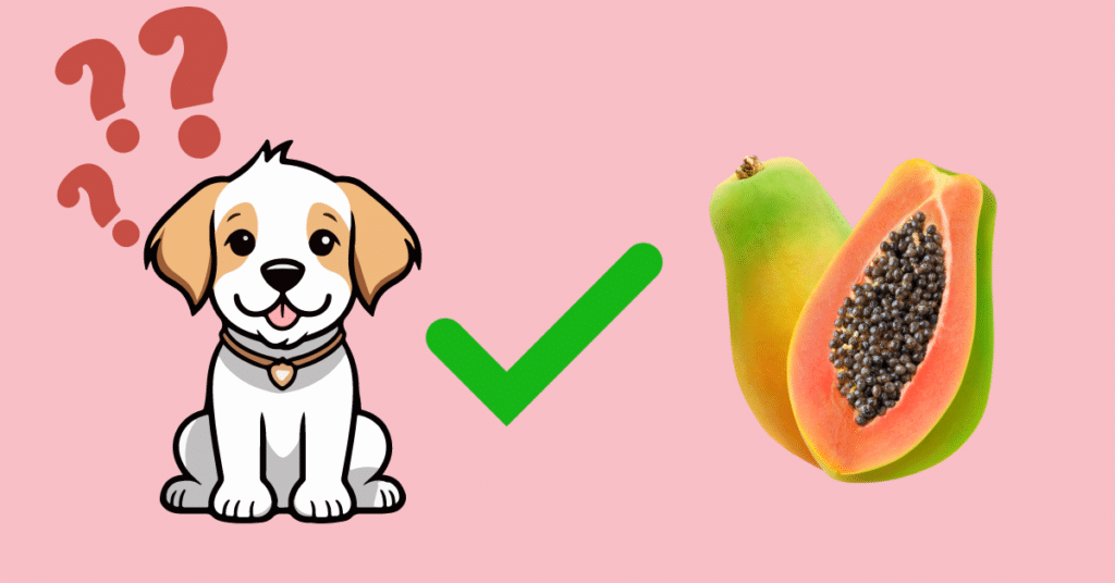 Can dogs eat papaya? infogrpahic