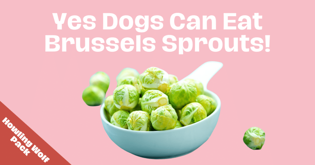 can dogs eat brussels sprouts infographic