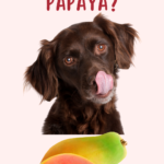 can dogs eat papaya