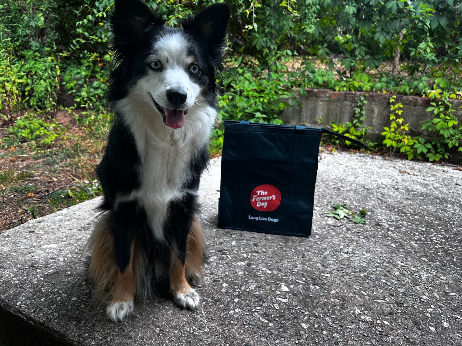 farmer’s dog reviews australian shepherd with food bag