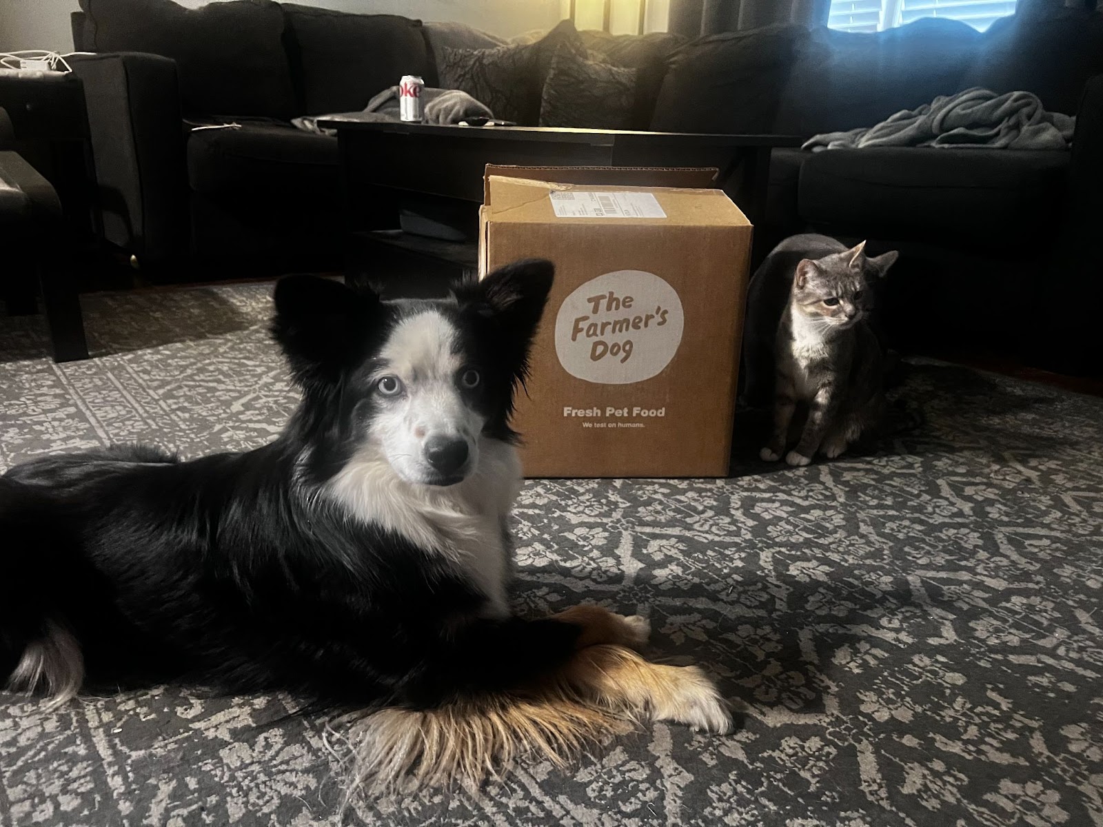 dog with farmer’s dog food box and cats