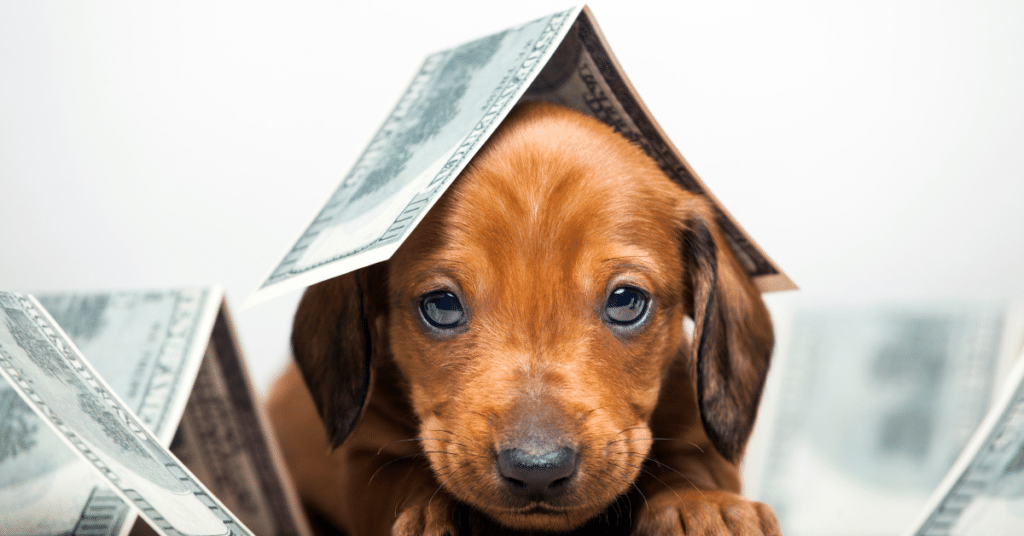 puppy with money on his head for how much does a dog cost article