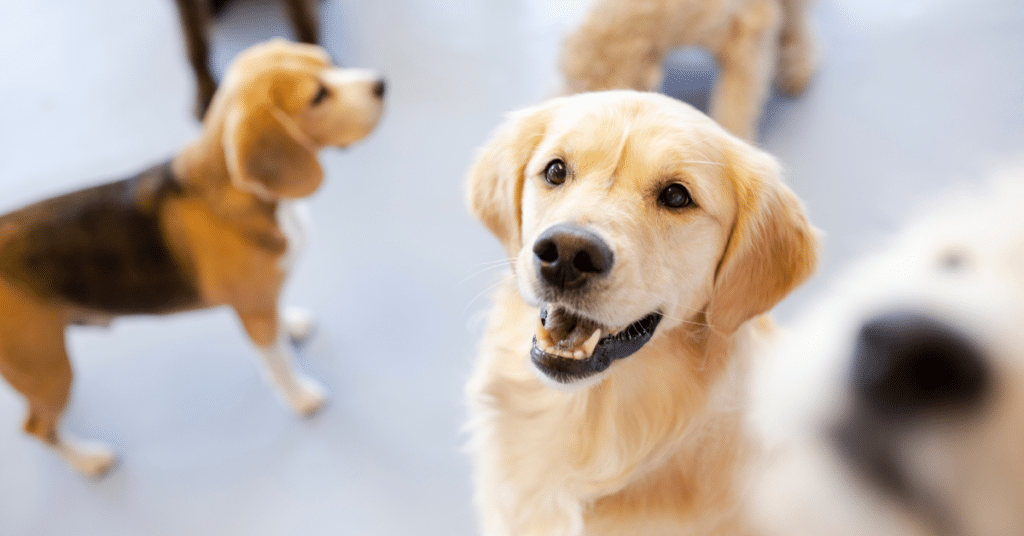 dog at dog daycare