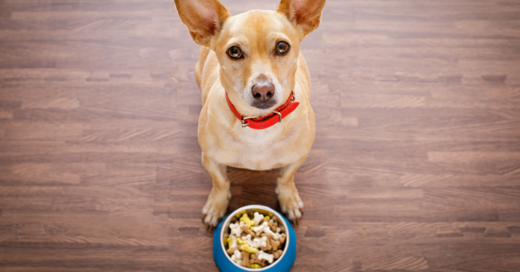 dog with pointy ears with bowl of food in front of him looking at camera