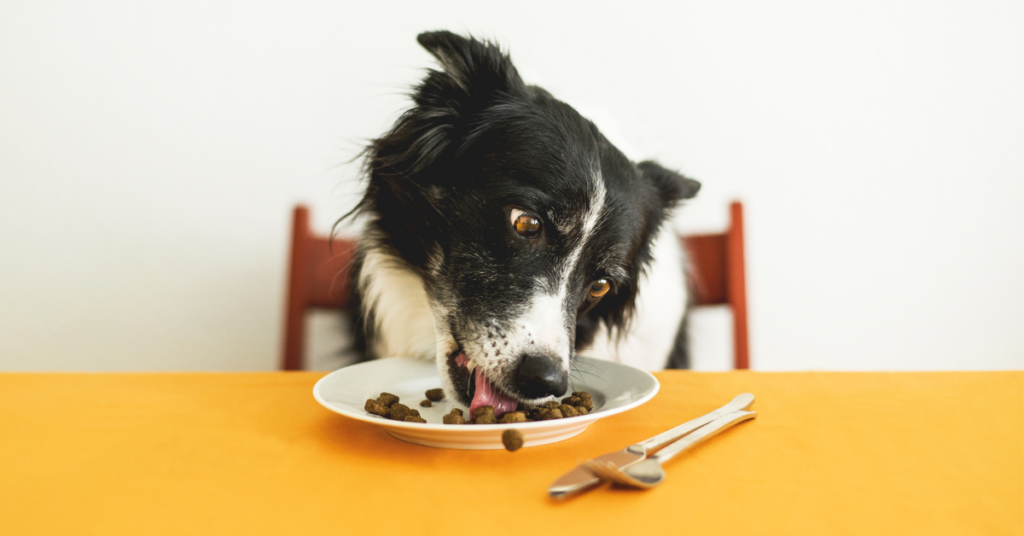 dog eating kibble from table for 'how much does dog food cost' article