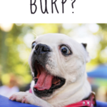 do dogs burp