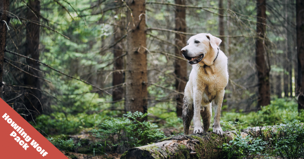 nature inspired dog names